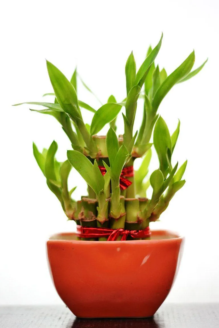 2 Layer Lucky Bamboo With Small Ceramic Pot Red