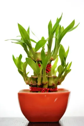 2 Layer Lucky Bamboo With Small Ceramic Pot Red