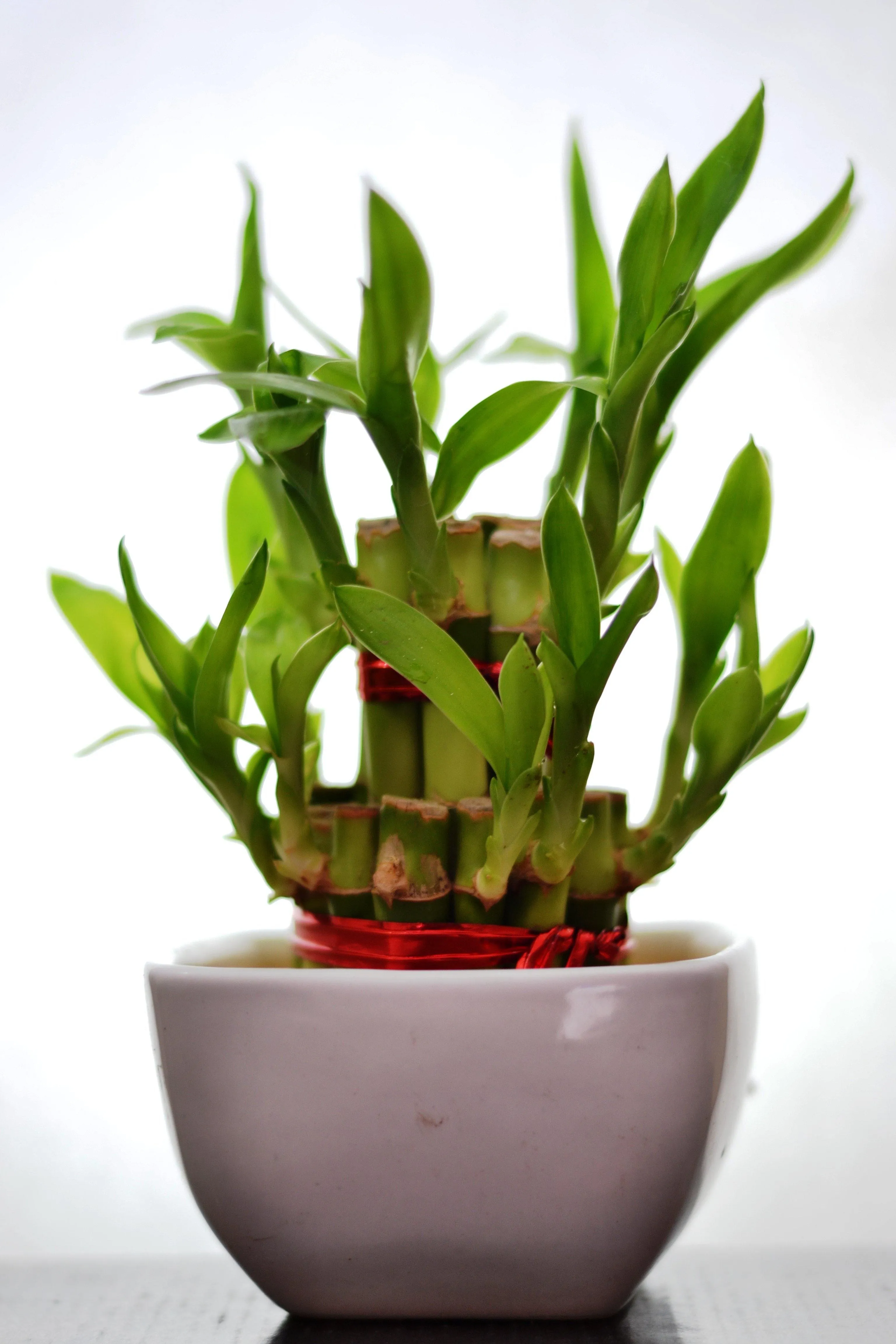 2 Layer Lucky Bamboo With Small Ceramic Pot White