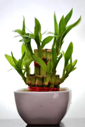 2 Layer Lucky Bamboo With Small Ceramic Pot White