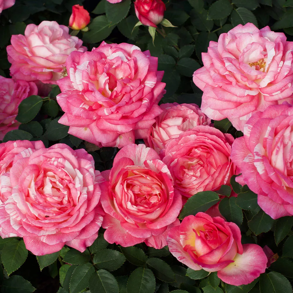 Marc Chagall™  Rose Tree